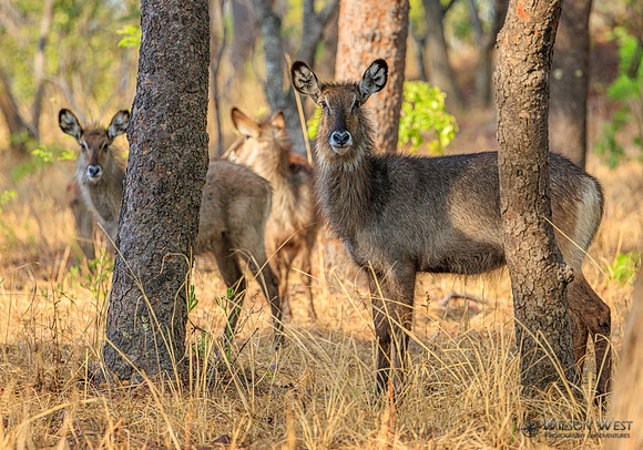 Defassa Waterbuck