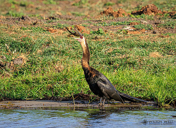 African Darter