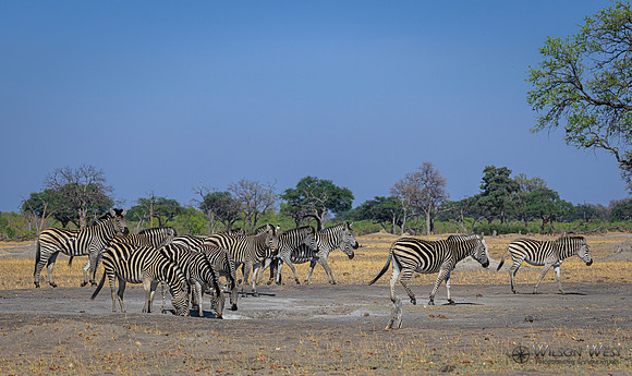 Burchell's Zebra