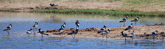 Blacksmith Lapwing