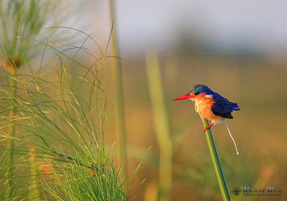 Malachite Kingfisher