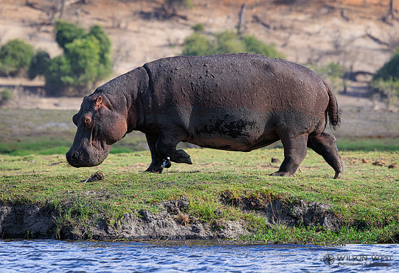 Hippopotamus
