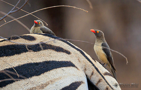 Red-billed Oxpecker