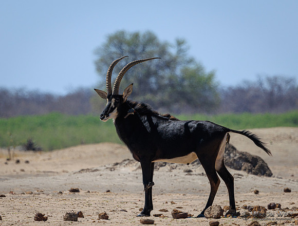 Sable Antelope, Red-billed Oxpecker