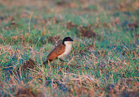 Senegal Coucal