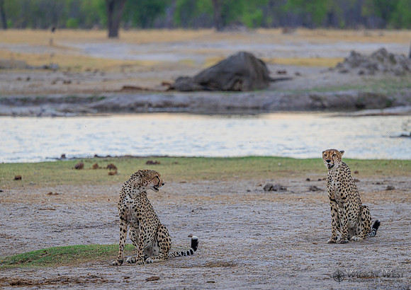 Cheetah