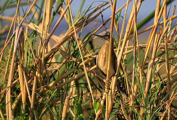 Little Bittern