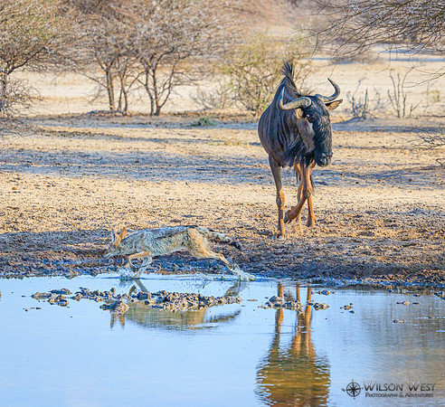 Blue Wildebeest, Black-backed Jackal