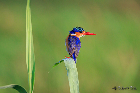 Malachite Kingfisher