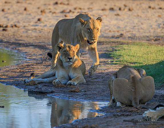 Lion