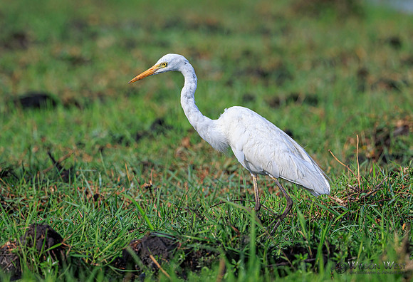 Great Egret