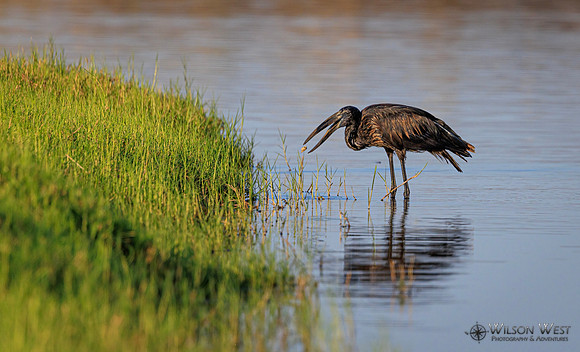 Openbill Stork