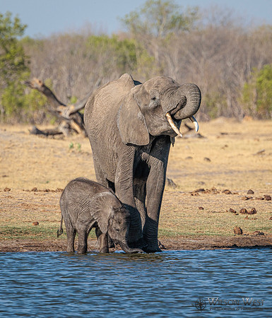 Elephant