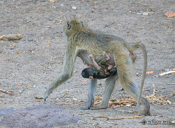 Baboon