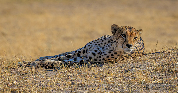 Cheetah