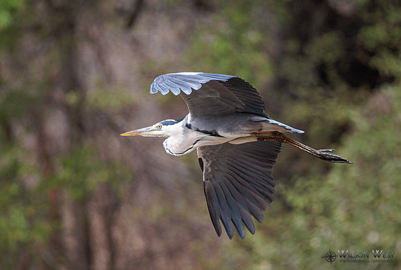 Gray Heron