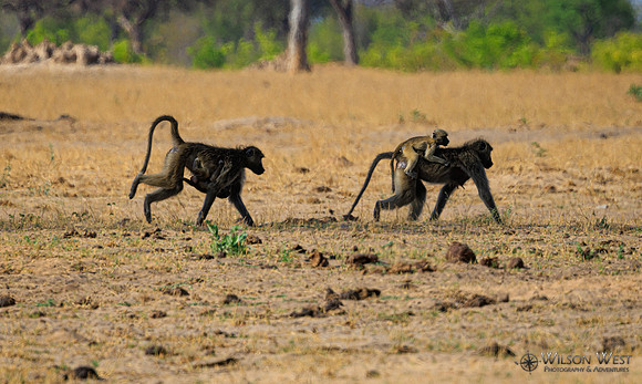 Baboon