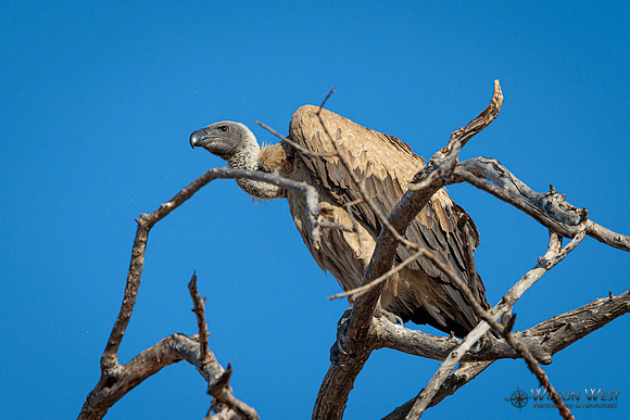 White-backed Vulture