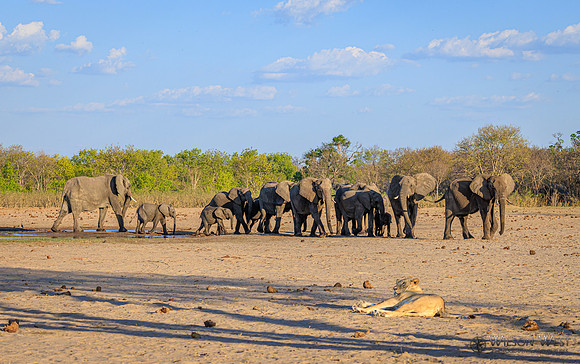 Lion, Elephant