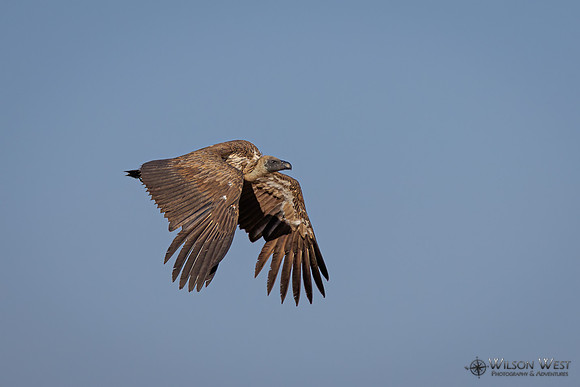 White-backed Vulture