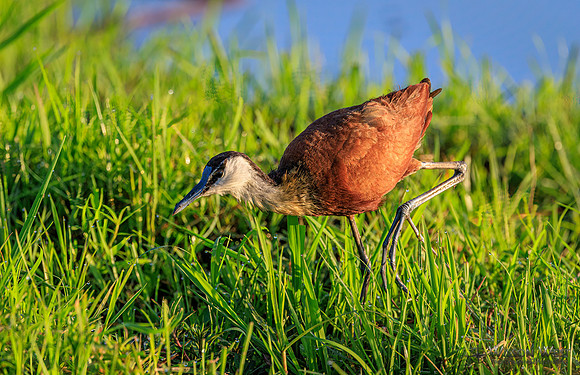 Jacana