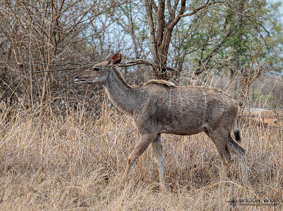 Greater Kudu