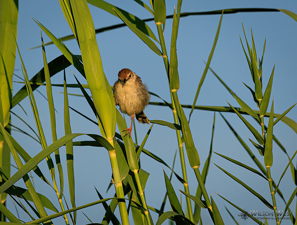 Rattling Cisticola