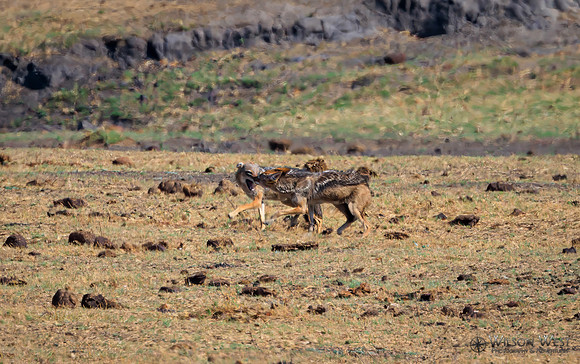 Black-backed Jackal