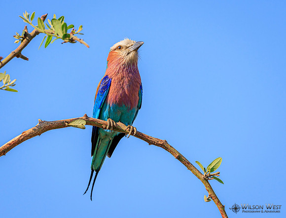 Lilac-breasted Roller