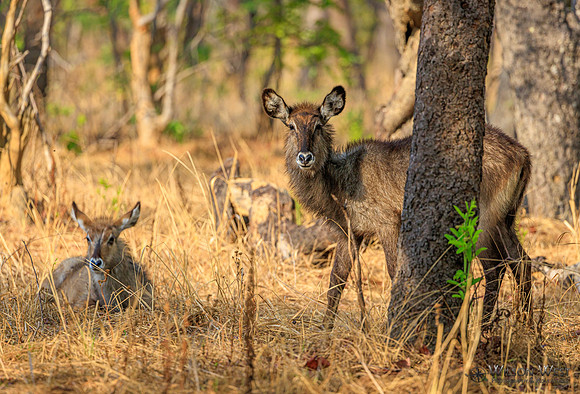 Defassa Waterbuck