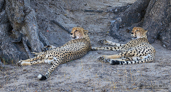 Cheetah