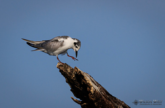 Whiskered Tern