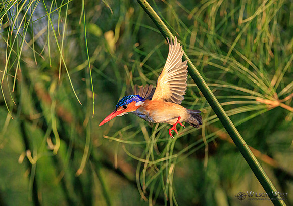 Malachite Kingfisher