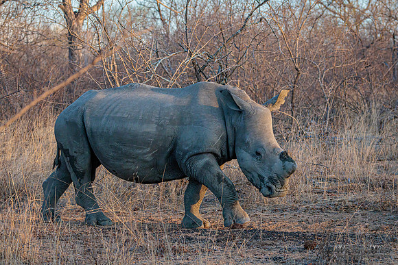 White Rhinoceros