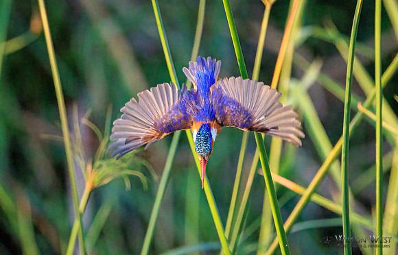 Malachite Kingfisher