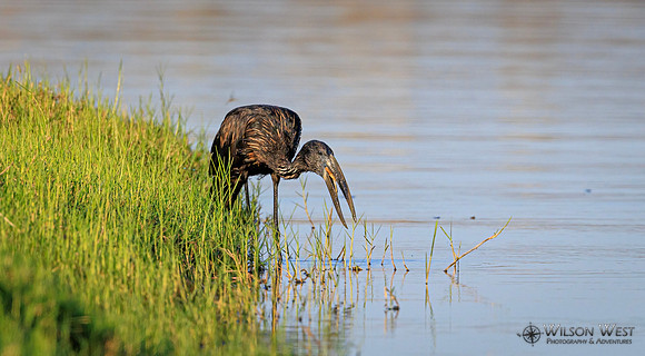 Openbill Stork