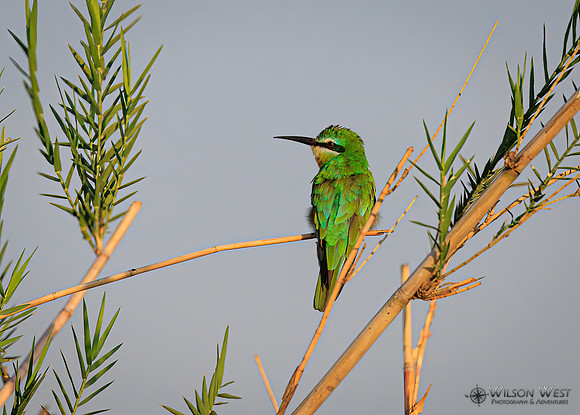 Blue-cheeked Bee-eater