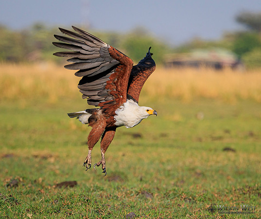 African Fish Eagle