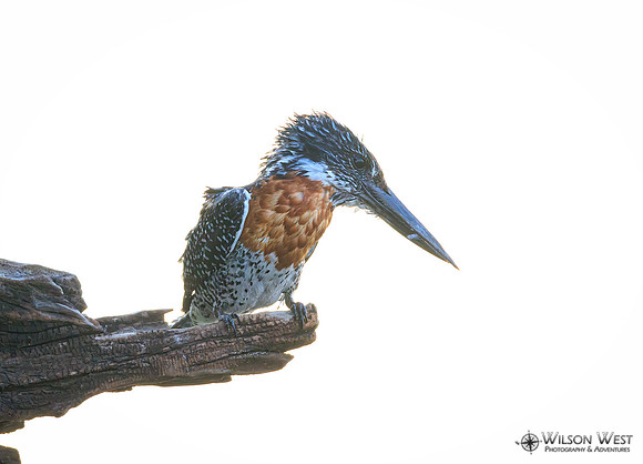 Giant Kingfisher