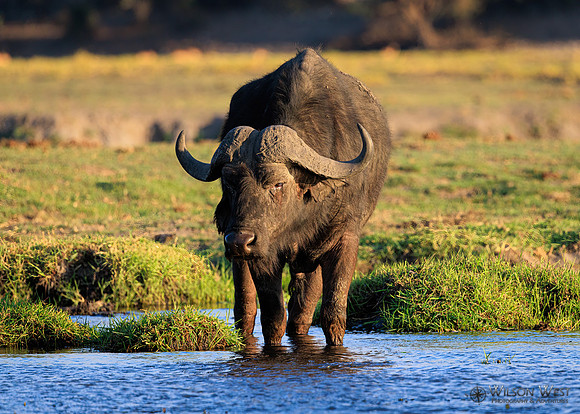 Cape Buffalo