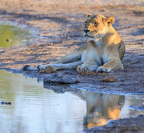 Lion