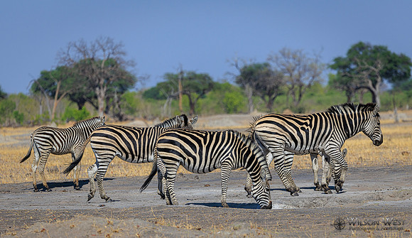 Burchell's Zebra