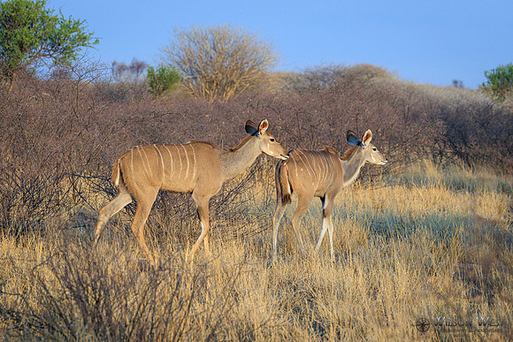 Greater Kudu