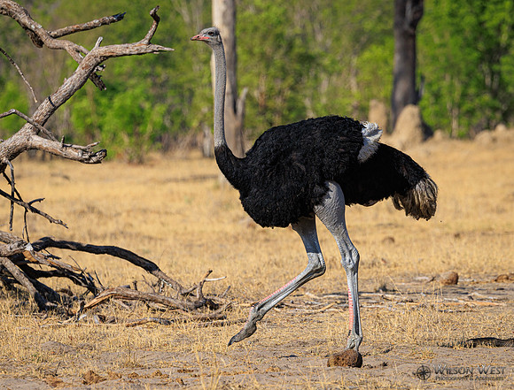 Ostrich