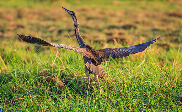 Purple Heron