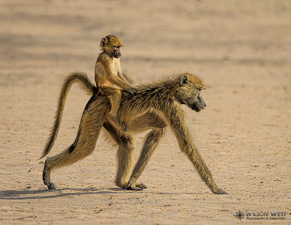Baboon