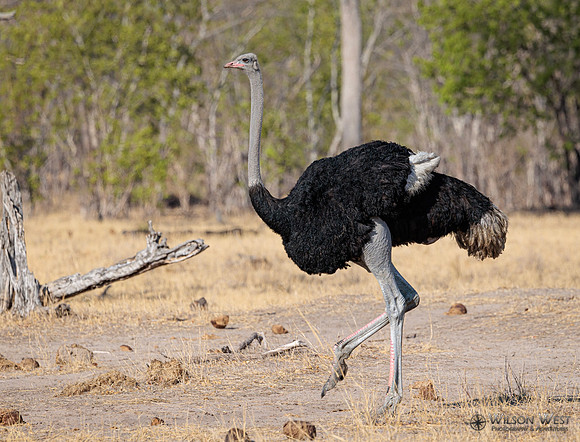 Ostrich