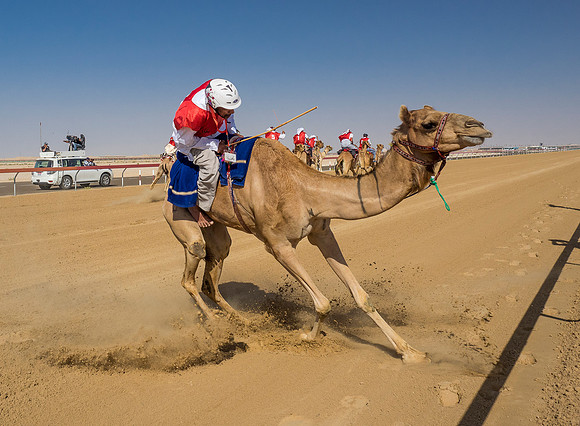Camel Racer