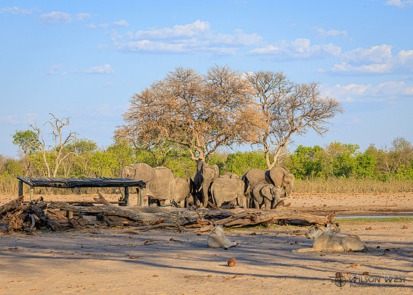 Lion, Elephant