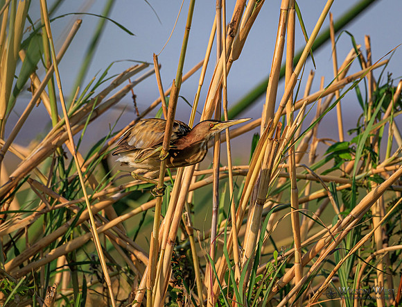 Little Bittern